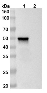 Anti-Human MAGEA4 Antibody (ABS0619)