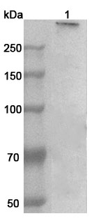 Anti-Human MAP1B Polyclonal Antibody binds to Recombinant Human MAP1B Protein, N-His in WB Assay