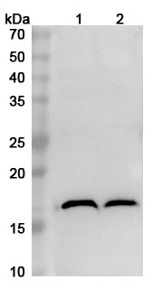 Anti-Human MAP1LC3A Polyclonal Antibody binds to Recombinant Human MAP1LC3A, N-His in WB Assay