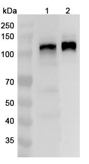 Anti-Human MAP1S Polyclonal Antibody binds to Human MAP1S Recombinant Protein, N-His in WB Assay