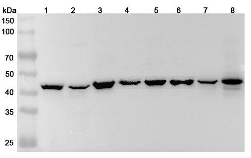 Anti-Human MAP2K4 Polyclonal Antibody binds to Recombinant Human MAP2K4 Protein, N-His in WB Assay