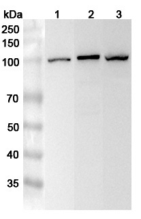 Anti-Human MCM3 Polyclonal Antibody binds to Recombinant Human MCM3 Protein, N-His in WB Assay