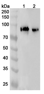 Anti-Human MEP1A Polyclonal Antibody binds to Recombinant Mouse MEP1A Protein, N-His in WB Assay