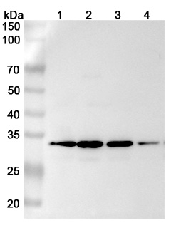 Anti-Human METTL1 Polyclonal Antibody binds to Recombinant Human METTL1 Protein, N-His in WB Assay