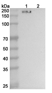 Anti-Human/Mouse CD206/MRC1 Antibody (SAA0769) binds to Human CD206 recombinant protein in WB Assay