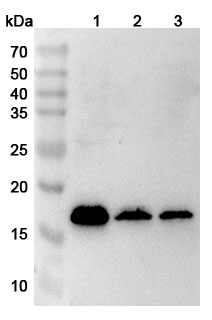 Anti-Human MRPL23 Polyclonal Antibody binds to Human MRPL23 Recombinant Protein, N-His in WB Assay