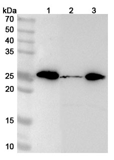 Anti-Human MRPL48 Polyclonal Antibody binds to Recombinant Human MRPL48 Protein, N-His in WB Assay