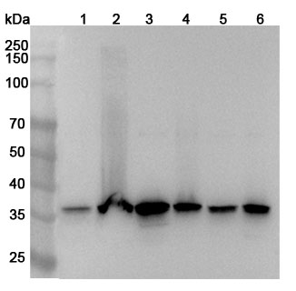 Anti-Human MRPS35 Polyclonal Antibody binds to Human MRPS35 Recombinant Protein, C-His in WB Assay