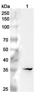 Anti-Human MSI2 Polyclonal Antibody binds to Recombinant Human MSI2 Protein, N-His in WB Assay