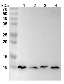 Anti-Human MT-ATP8 Polyclonal Antibody in WB Assay