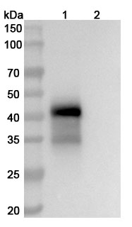 Anti-Human MUC17 Monoclonal Antibody (ABS0291) binds to Human MUC17 recombinant protein in WB Assay