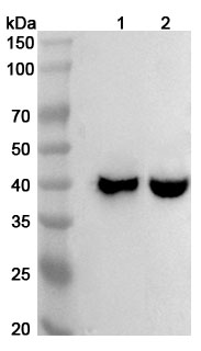 Anti-Human MUL1 Polyclonal Antibody binds to Recombinant Human MUL1 Protein, N-His in WB Assay