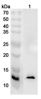 Anti-Human MYCBP Polyclonal Antibody binds to Human MYCBP Recombinant Protein, N-His in WB Assay