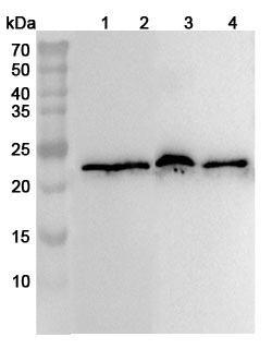 Anti-Human MYL1 Polyclonal Antibody binds to Recombinant Human MYL1 Protein, N-His in WB Assay