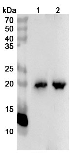 Anti-Human MYL7 Polyclonal Antibody binds to Recombinant Human MYL7 Protein, N-His-SUMO in WB Assay