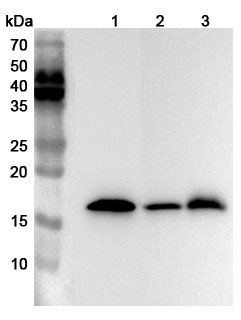 Anti-Human NCALD Polyclonal Antibody binds to Recombinant Human NCALD Protein, N-His in WB Assay