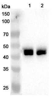 Anti-Human NDEL1 Polyclonal Antibody binds to Recombinant Human NDEL1 Protein, N-His in WB Assay