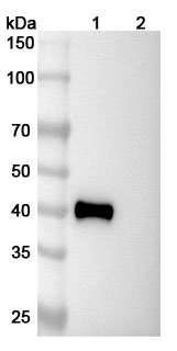 Anti-Human NECTIN4/PVRL4 Antibody (SAA0403) binds to Mouse NECTIN4 Recombinant Protein, C-His in WB Assay