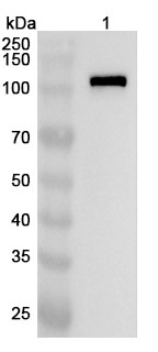 Anti-Human NFATC3 Polyclonal Antibody binds to Recombinant Human NFATC3 Protein, N-His in WB Assay