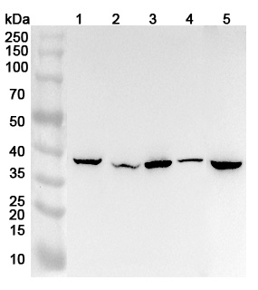 Anti-Human NFS1 Polyclonal Antibody binds to Recombinant Human NFS1 Protein, N-His in WB Assay