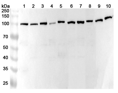 Anti-Human NKRF Polyclonal Antibody binds to Recombinant Human NKRF Protein, N-His in WB Assay