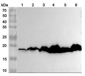 Anti-Human NME1 Polyclonal Antibody binds to Recombinant Human NME1 Protein, N-His in WB Assay