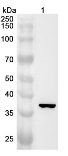 Anti-Human NMI Polyclonal Antibody binds to Human NMI Recombinant Protein, N-His in WB Assay