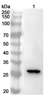 Anti-Human NOL3 Polyclonal Antibody binds to Human NOL3 Recombinant Protein, N-GST & C-His in WB Assay