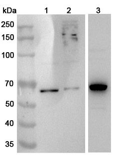 Anti-Human NONO Polyclonal Antibody binds to Recombinant Human NONO Protein, N-His in WB Assay