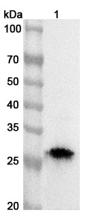 Anti-Human NR0B2 Polyclonal Antibody in WB Assay