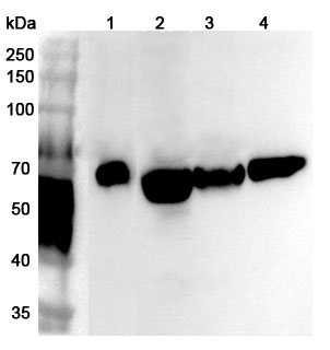 Anti-Human NR1D1 Polyclonal Antibody binds to Recombinant Human NR1D1 Protein, N-His in WB Assay