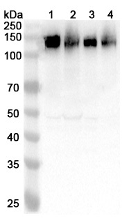 Anti-Human NRCAM Polyclonal Antibody binds to Recombinant Human NRCAM Protein, N-His in WB Assay