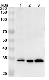 Anti-Human NSMCE2 Polyclonal Antibody in WB Assay