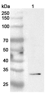 Anti-Human OLIG2 Polyclonal Antibody binds to Human OLIG2 Recombinant Protein, N-GST & C-His in WB Assay