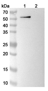 Anti-Human OPN/SPP1 Antibody (SAA0512) binds to OPN / SPP1, N-His, recombinant protein in WB Assay