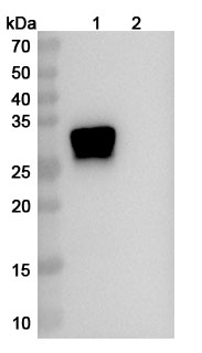 Anti-Human OSM/Oncostatin-M (GSK315234) binds to Recombinant Human OSM/Oncostatin-M Protein, N-His in WB Assay