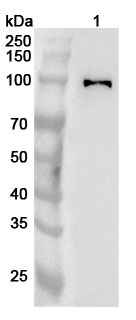 Anti-Human PACS2 Polyclonal Antibody binds to Recombinant Human PACS2 Protein, N-His in WB Assay