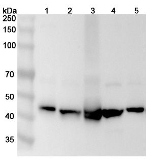 Anti-Human PAICS Polyclonal Antibody binds to Recombinant Human PAICS Protein, N-His in WB Assay
