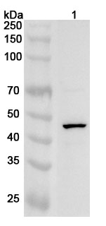 Anti-Human PAX1 Polyclonal Antibody binds to Recombinant Human PAX1 Protein, N-His in WB Assay