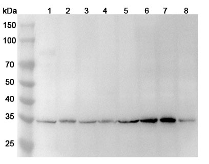 Anti-Human PCNA Polyclonal Antibody in WB Assay