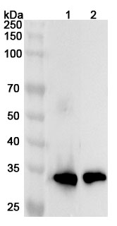 Anti-Human PDC Polyclonal Antibody binds to Recombinant Human PDC Protein, N-His in WB Assay