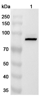 Anti-Human PDE4C Polyclonal Antibody binds to Recombinant Human PDE4C Protein, N-His in WB Assay