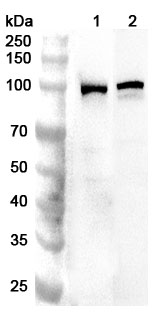 Anti-Human PDE5A Polyclonal Antibody binds to Recombinant Human PDE5A Protein, N-His in WB Assay
