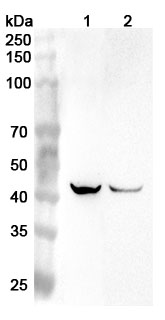 Anti-Human PDGFC Polyclonal Antibody binds to Recombinant Human PDGFC Protein, N-His in WB Assay