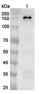 Anti-Human PFAS Polyclonal Antibody binds to Recombinant Human PFAS Protein, N-His in WB Assay