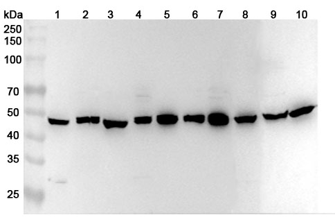Anti-Human PGD Polyclonal Antibody binds to Human PGD Recombinant Protein, N-His in WB Assay