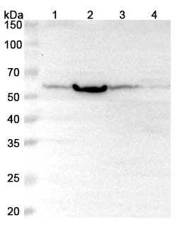 Anti-Human PHGDH Polyclonal Antibody binds to Recombinant Human PHGDH Protein, N-His in WB Assay