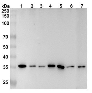 Anti-Human PIR Polyclonal Antibody binds to Recombinant Human PIR Protein, N-His in WB Assay