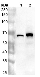 Anti-Human PLRG1 Polyclonal Antibody binds to Recombinant Human PLRG1 Protein, N-His in WB Assay