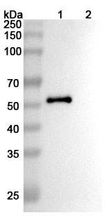 Anti-Human PODXL (MAI1738) binds to Recombinant Mouse PODXL Protein, N-GST & C-His in WB Assay